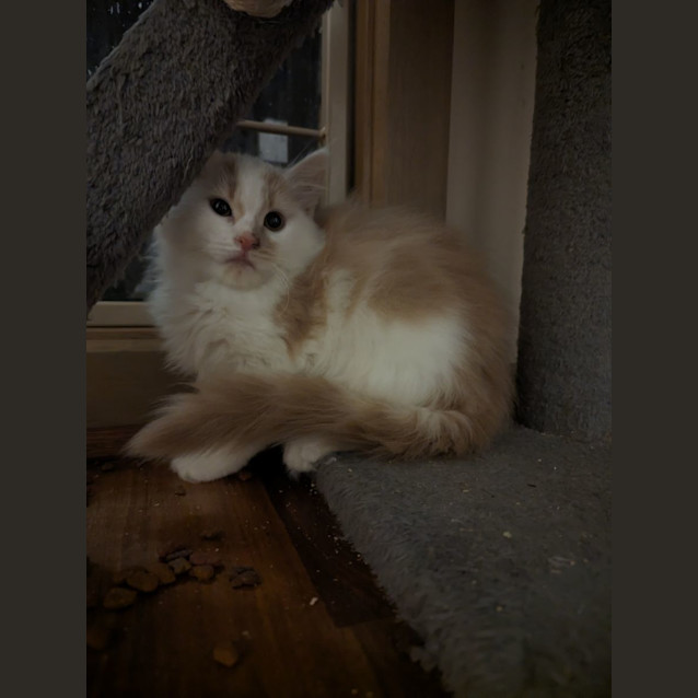 Photo of Wool