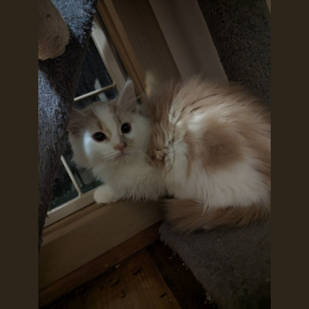 Photo of Wool