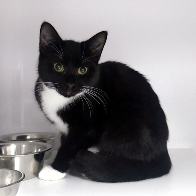 Photo of Kibble Suk011623