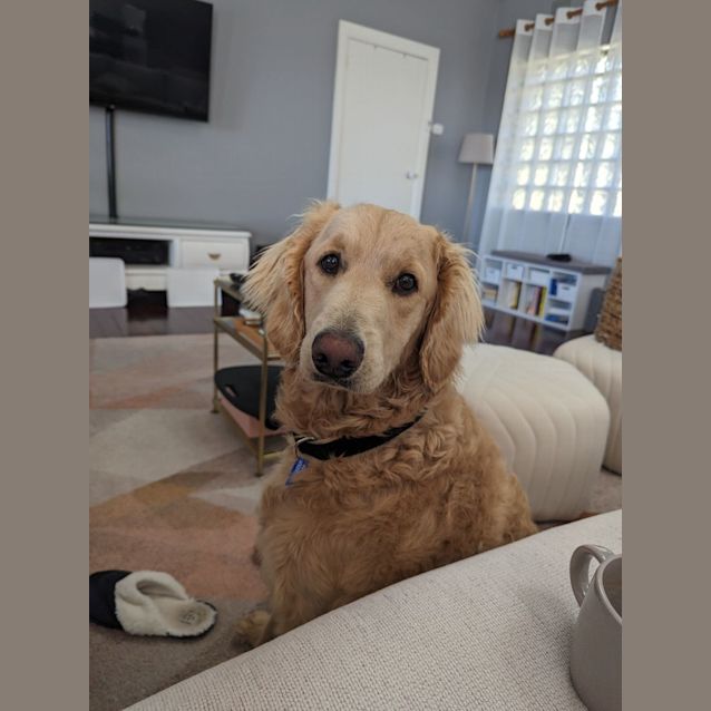 Photo of Mili   10 Month Old Groodle (Trial)