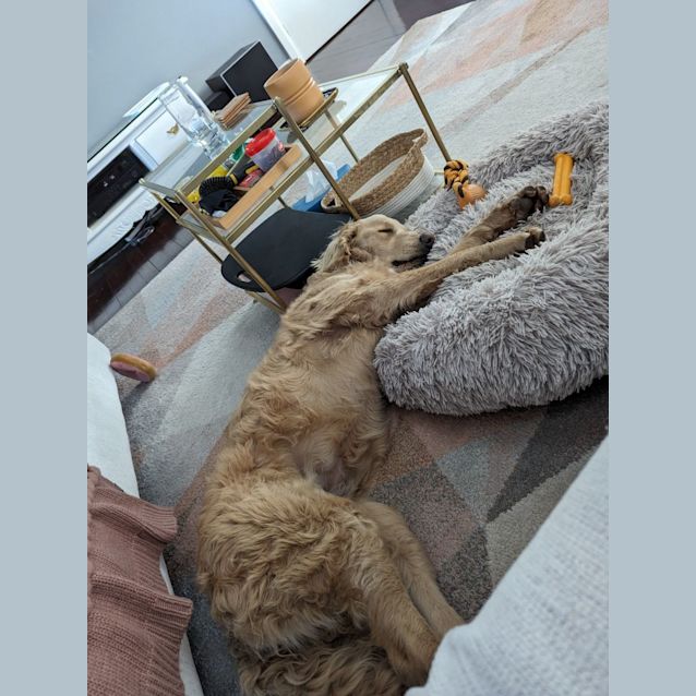Photo of Mili   10 Month Old Groodle (Trial)