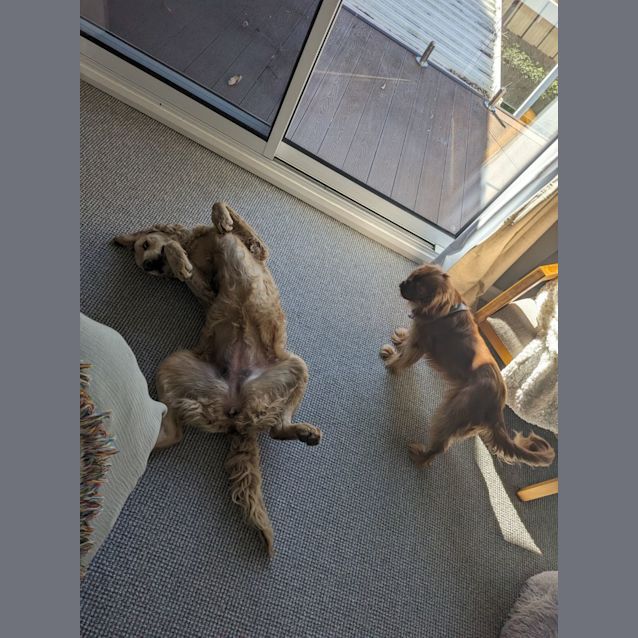 Photo of Mili   10 Month Old Groodle (Trial)