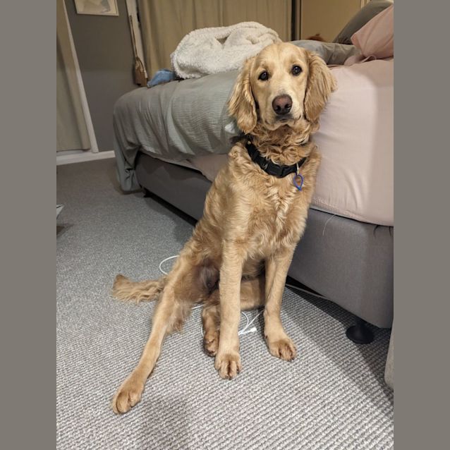 Photo of Mili   10 Month Old Groodle (Trial)