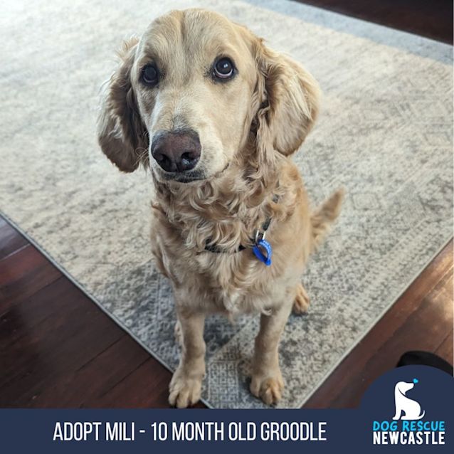 Photo of Mili   10 Month Old Groodle (Trial)