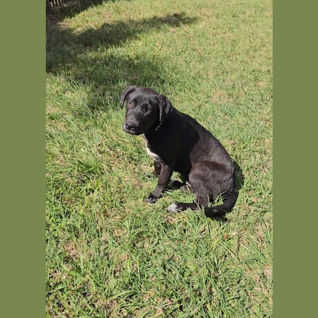 Photo of Peanut