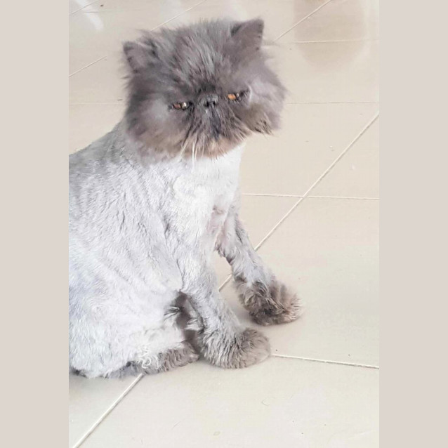 Photo of 🥃✡Whiskey & Schumann ✡🥃