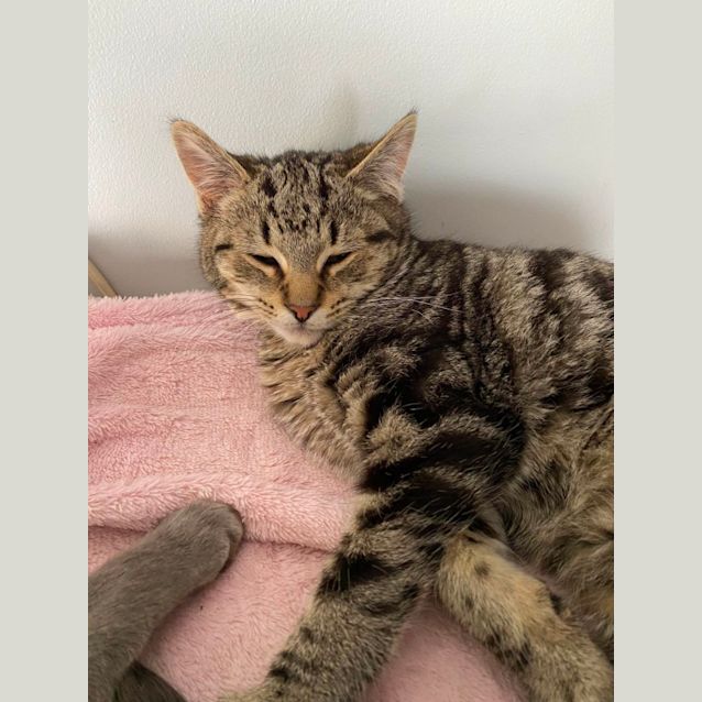 Photo of Alfred