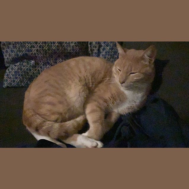 Photo of Biscuit