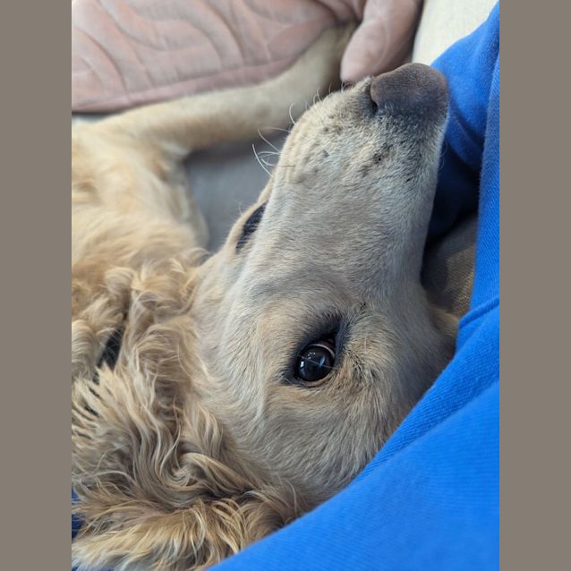 Photo of Mili   10 Month Old Groodle (Trial)
