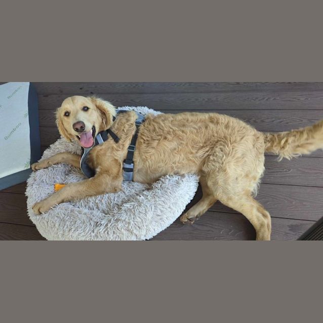 Photo of Mili   10 Month Old Groodle (Trial)