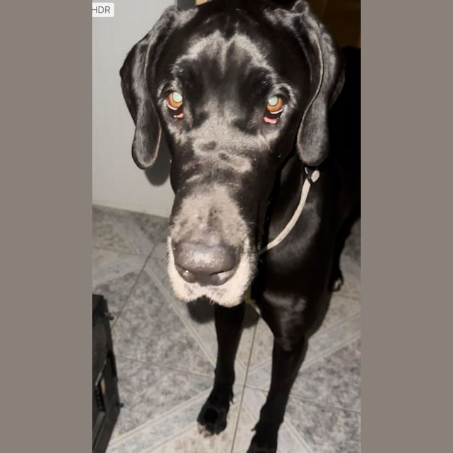 Photo of Lulu
