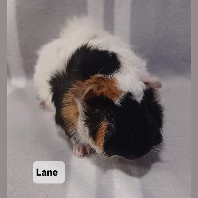Photo of Lane