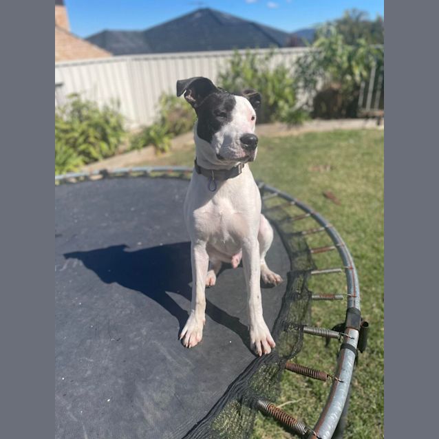 Photo of Prince   7 Month Old Bull Arab X
