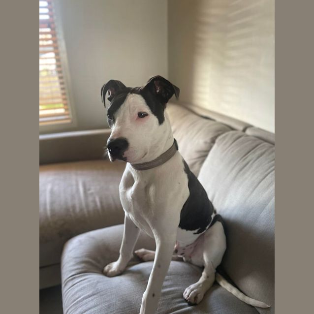 Photo of Prince   7 Month Old Bull Arab X