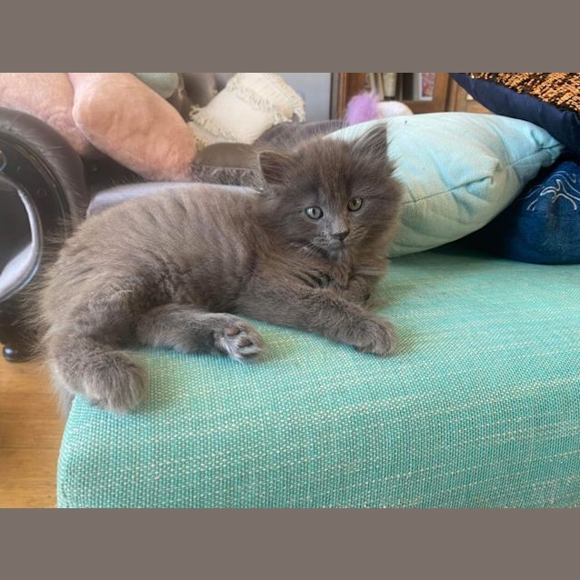 Photo of Rufus 