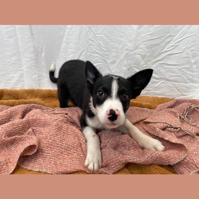Photo of Tucker