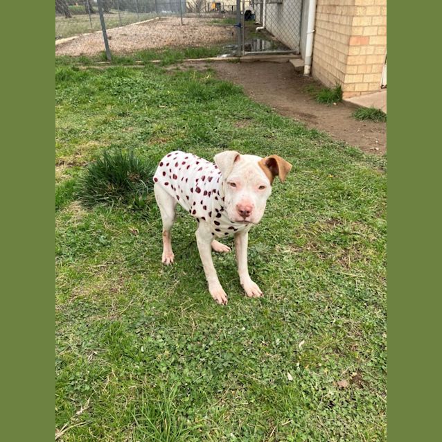 Photo of Bambi