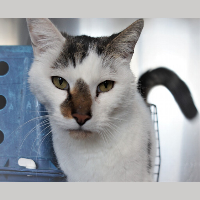 Photo of Gizmo