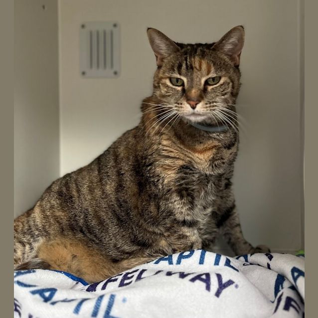 Photo of Missy (9645)