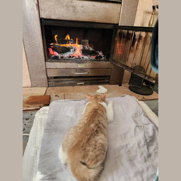 Photo of Teddy Bear Alan