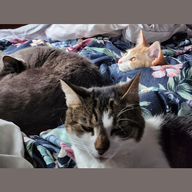 Photo of Teddy Bear Alan