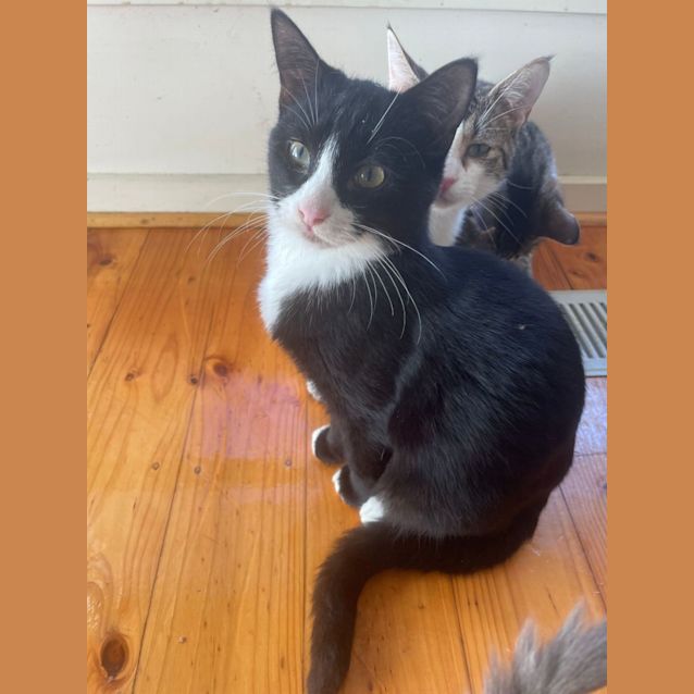 Photo of Cain   Located In Box Hill North