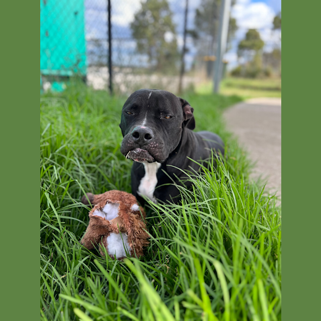 Photo of Rufus