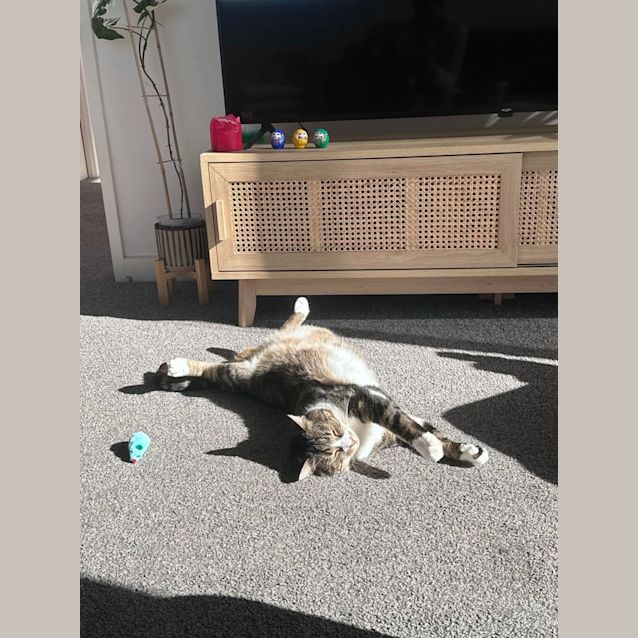 Photo of Barbados   Located In Brunswick East