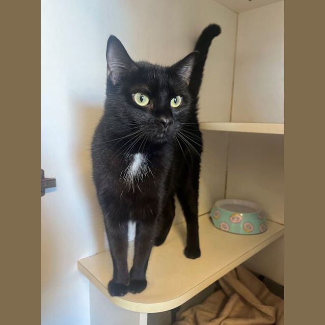 Photo of Ebony