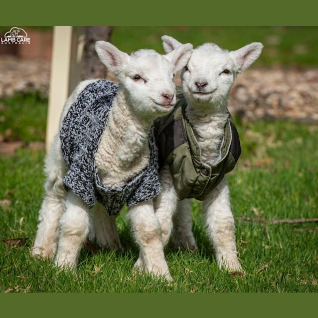 Photo of Sarge And Mater