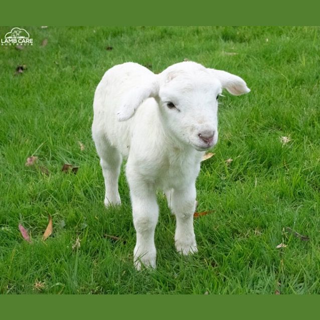 Photo of Wilbur (Male) And Andrea (Female)