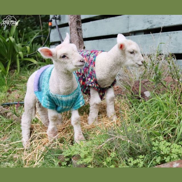 Photo of Cyril (Male) And Peggy (Female)