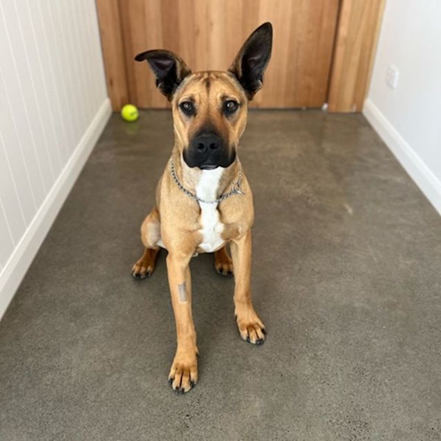 Photo of Jax
