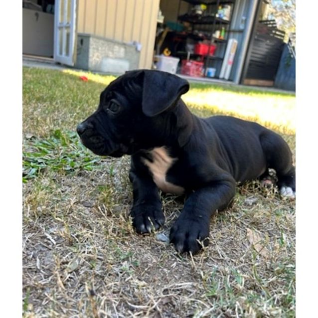 Photo of Sampson