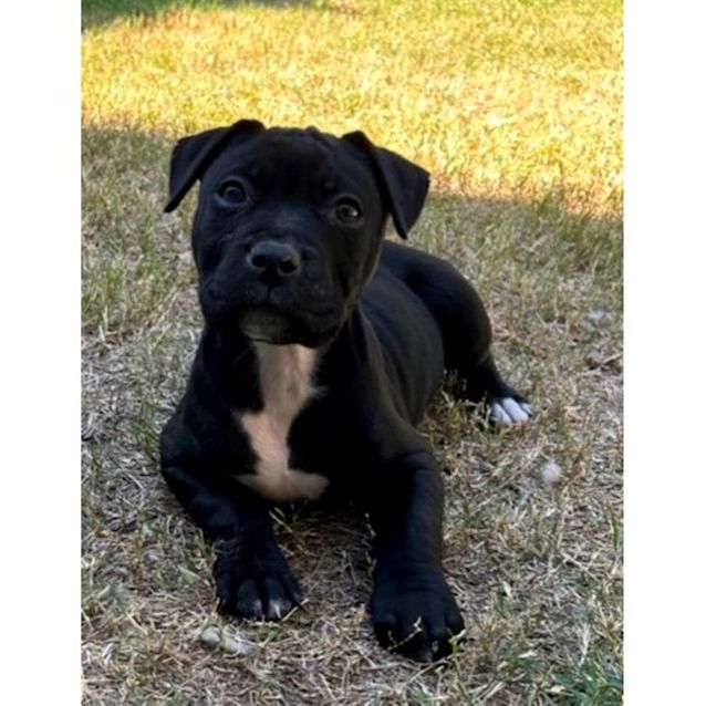 Photo of Sampson