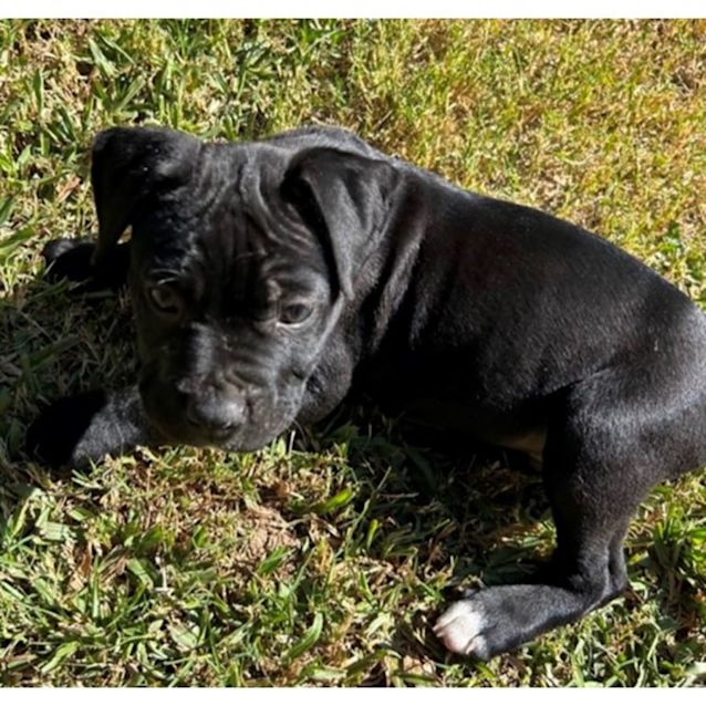 Photo of Sampson