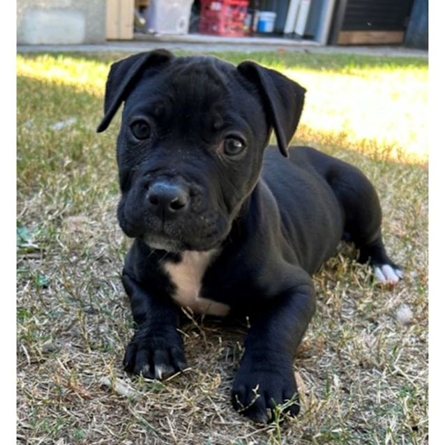 Photo of Sampson