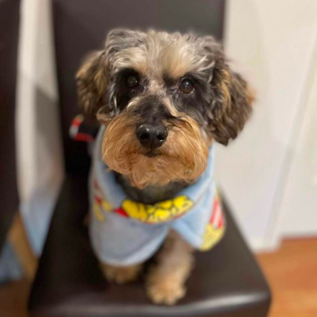 Photo of Hershy 🐾💙