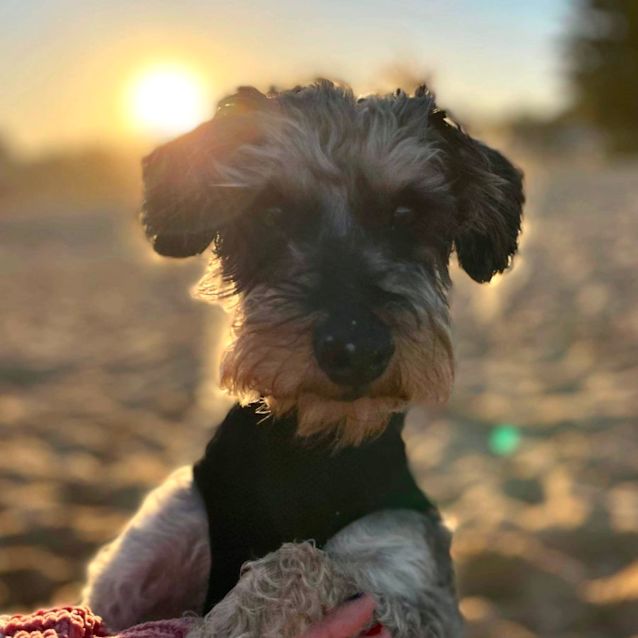 Photo of Hershy 🐾💙