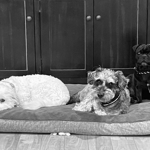 Photo of Hershy 🐾💙