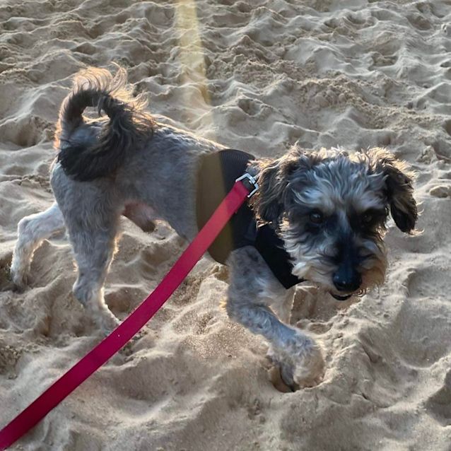 Photo of Hershy 🐾💙