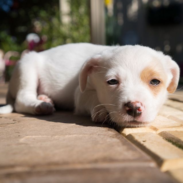 Photo of Ollie