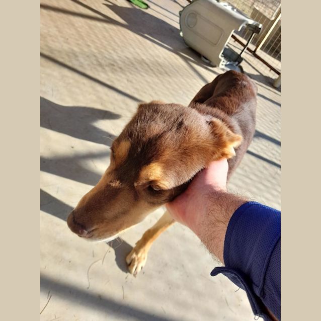 Photo of Chester