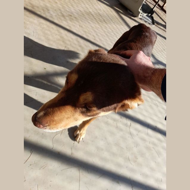 Photo of Chester