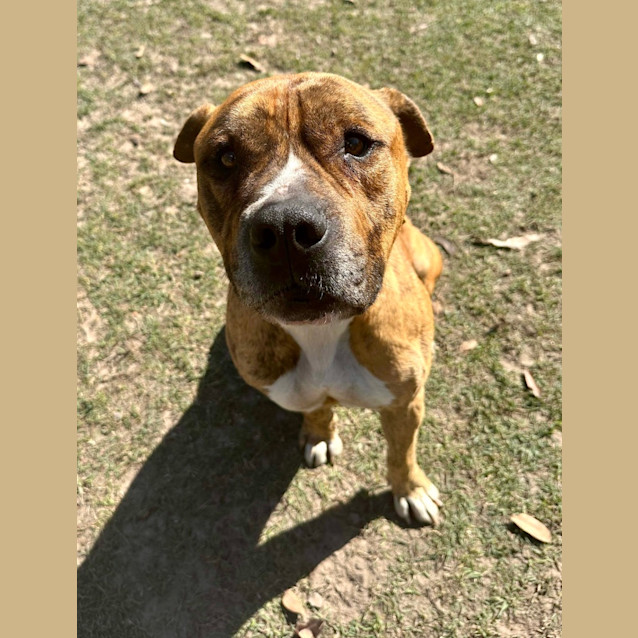 Photo of Atlas