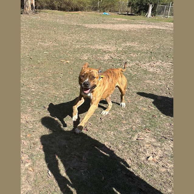 Photo of Atlas