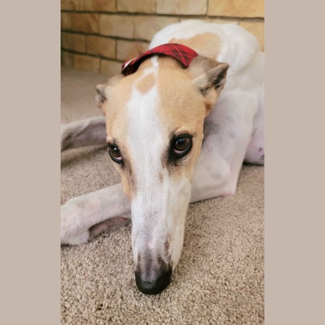 Photo of Sandy