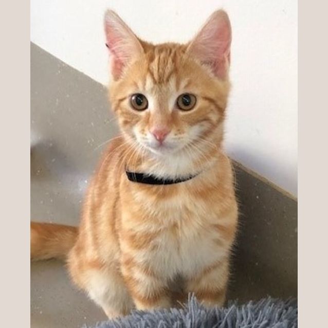 Photo of C1212 Skipper