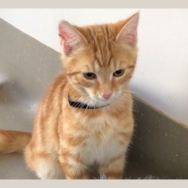 Photo of C1212 Skipper