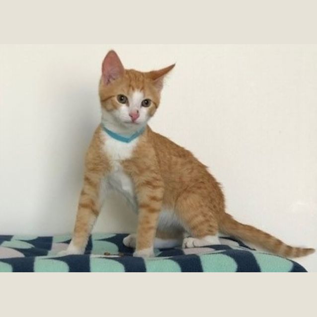 Photo of C1213 Scooter